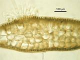 Dictyota mediterranea6
